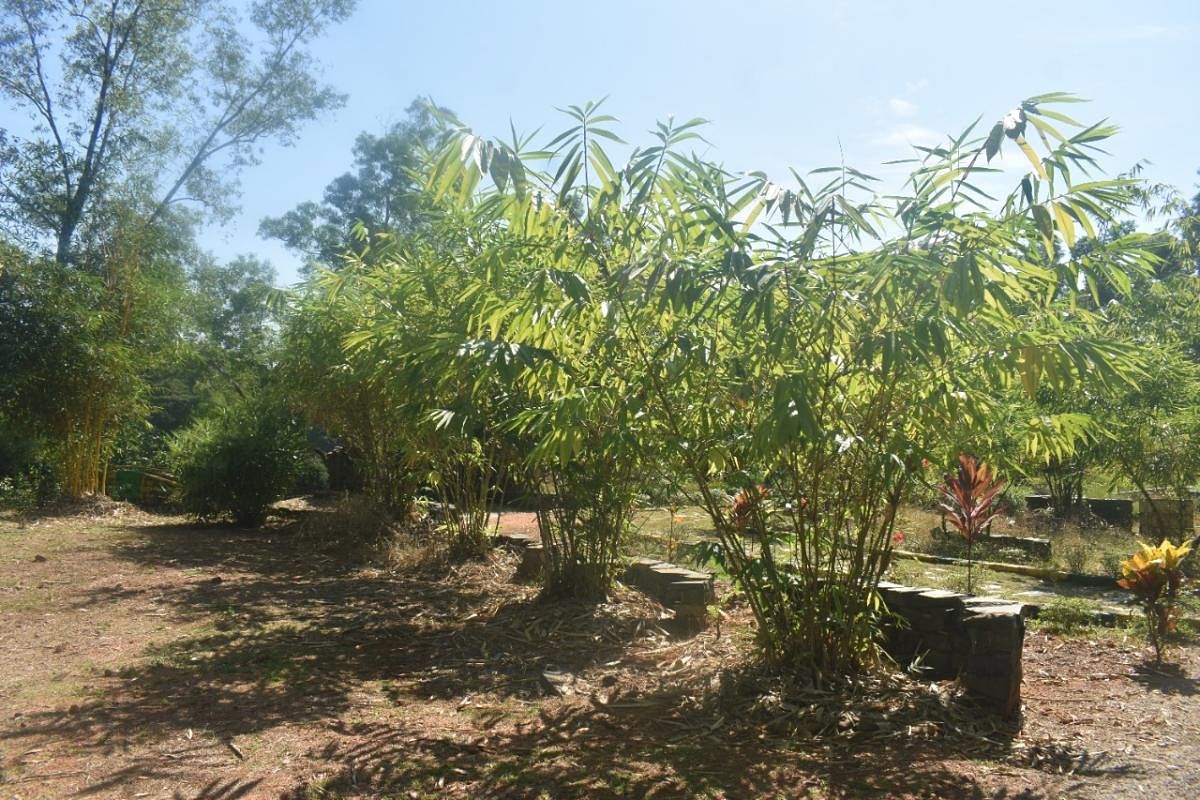 Some of the bamboo plants at 'Bamboo Demonstration Plot' in Moodbidri.