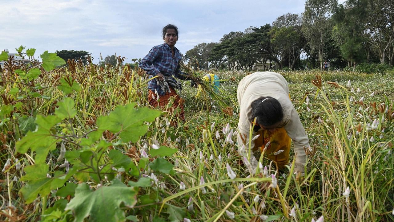 Farmers harvest a crop of finger millet in a field on the outskirts of Bengaluru on December 14, 2021. Credit: AFP File Photo