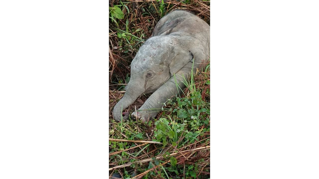 An elephant calf killed by Rajdhani Express train near Mariani in Assam's Jorhat district on December 17. Credit: Assam Forest Department