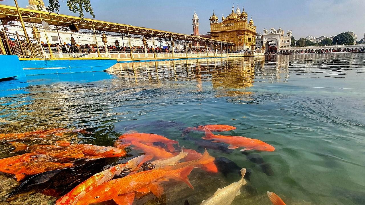 Fish swim in the 'holy sarovar' of the Golden Temple. Credit: PTI Photo