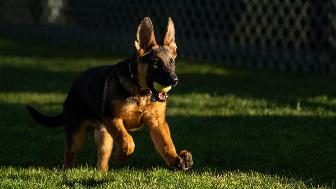 Biden's new German Shepherd 'Commander'. Credit: AFP Photo