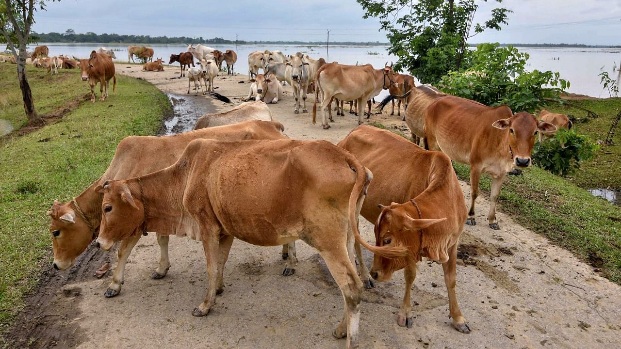 The assembly had passed The Assam Cattle Preservation Bill, 2021, banning cattle slaughter and sale of beef in areas where Hindus, Jains and Sikhs are in a majority or within a five-kilometre radius of a temple. Credit: PTI Photo