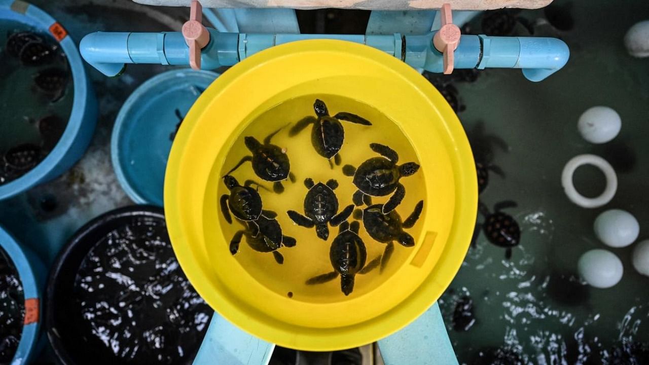 This picture taken on November 23, 2021 shows baby sea turtles being raised at the Phuket Marine Biological Center, before being released into the wild when they are older, in Phuket. Credit: AFP Photo