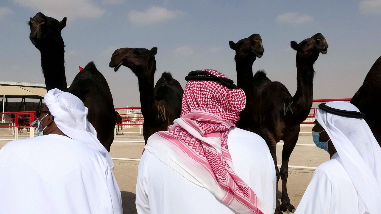 Judges scrutinize camel beauty contestants at Al Dhafra Festival in Liwa desert area 120 kilometres. Credit: AP/PTI Photo