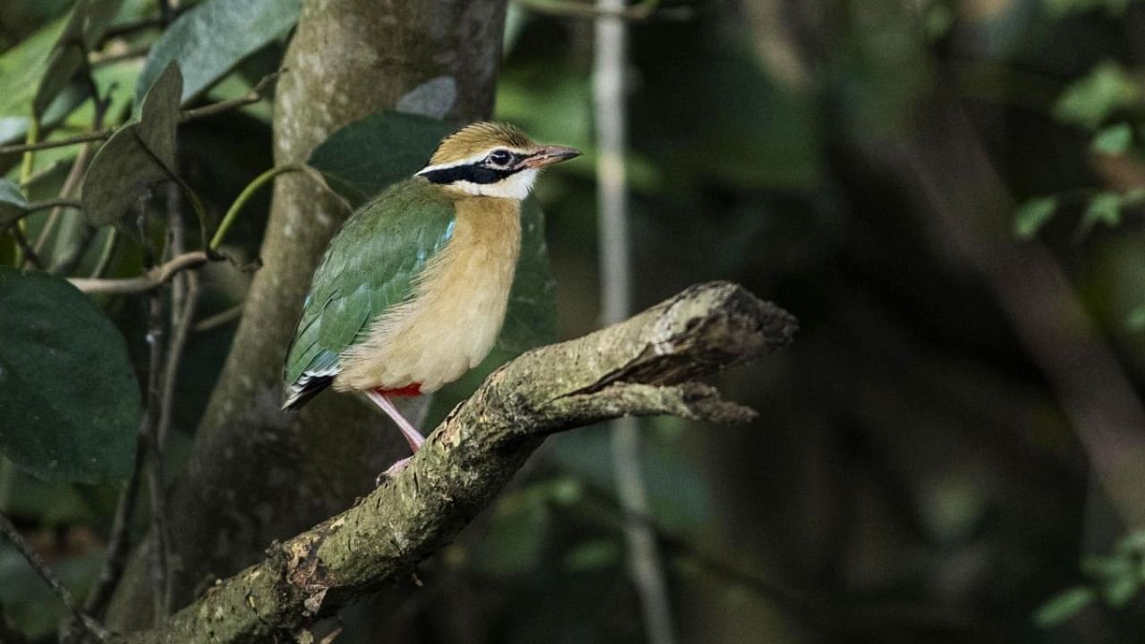 Indian Pitta spotted at a farm in Tumbasoge village in H D Kote taluk on Friday. Photo by Satish B Aradhya