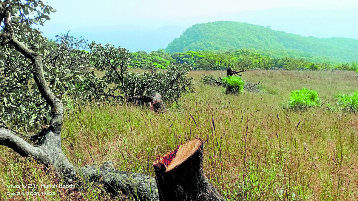 A view of a chopped tree at the Kali Tiger Reserve. Credit: Special Arrangement
