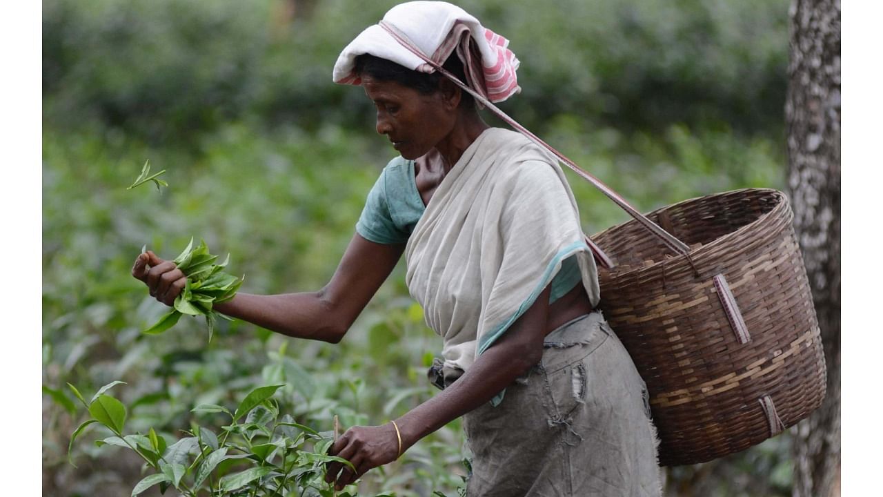 Tea production is a labour-intensive process. Credit: DH File Photo