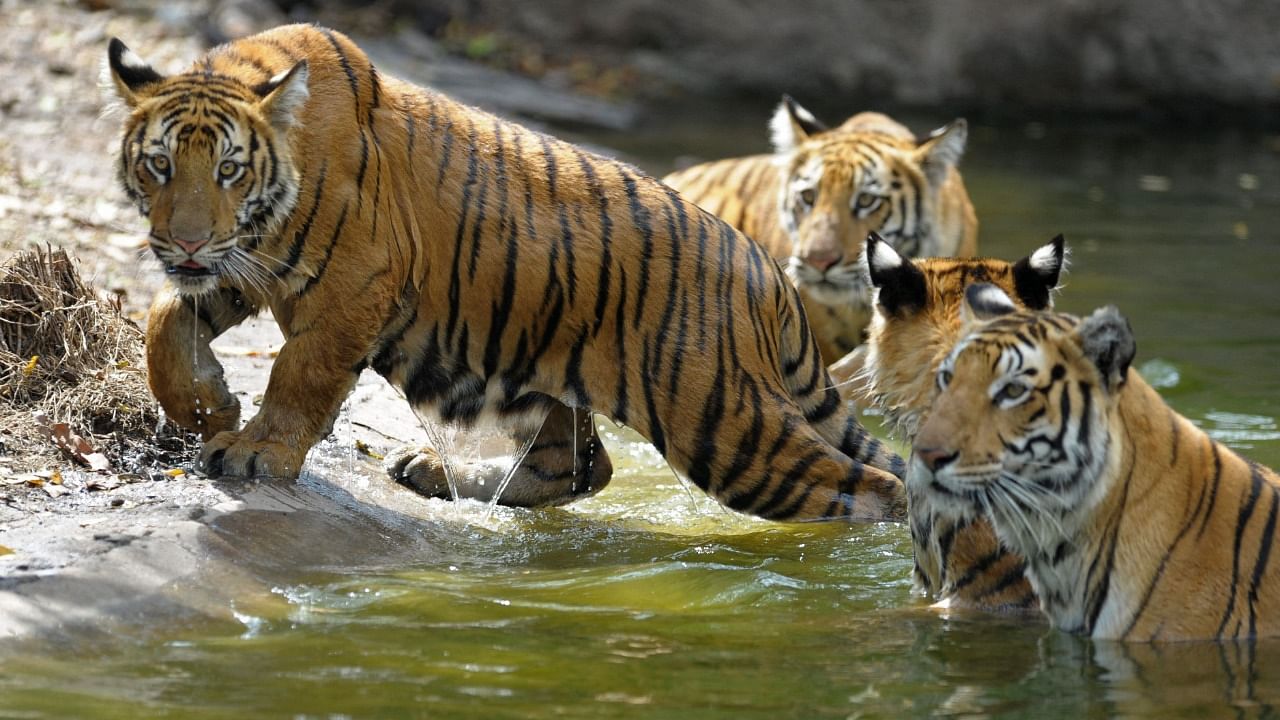 India is home to around 75 per cent of the world's tigers. Credit: AFP Photo