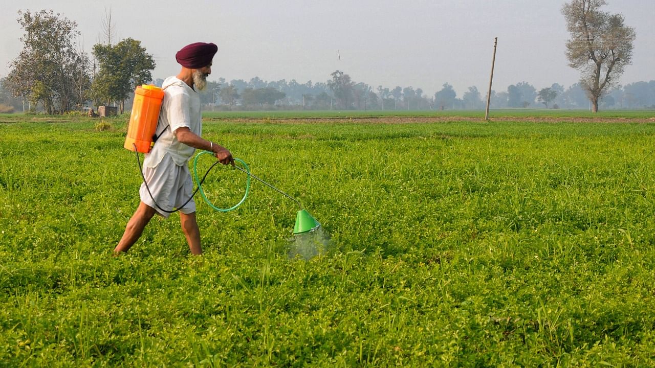 Sowing of rabi crops like wheat begins in October and harvesting from April onwards. Credit: PTI File Photo