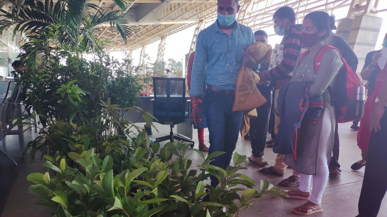 Saplings stacked at the exit point of the arrival hall of MIA for passengers to choose from. Credit: Special arrangement 