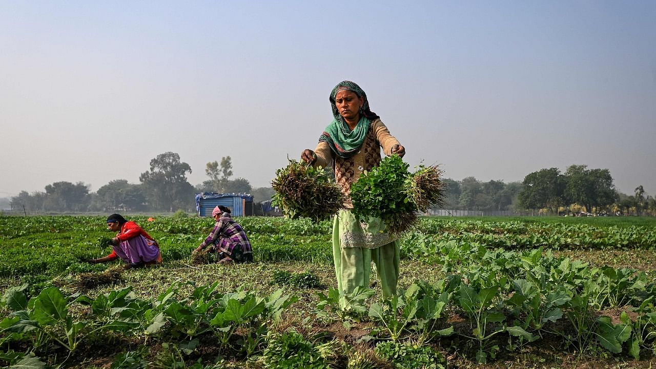 The government has been increasing the credit target for the farm sector every year and this time also, the target is likely to be increased to Rs 18-18.5 lakh crore for 2022-23. Credit: AFP Photo