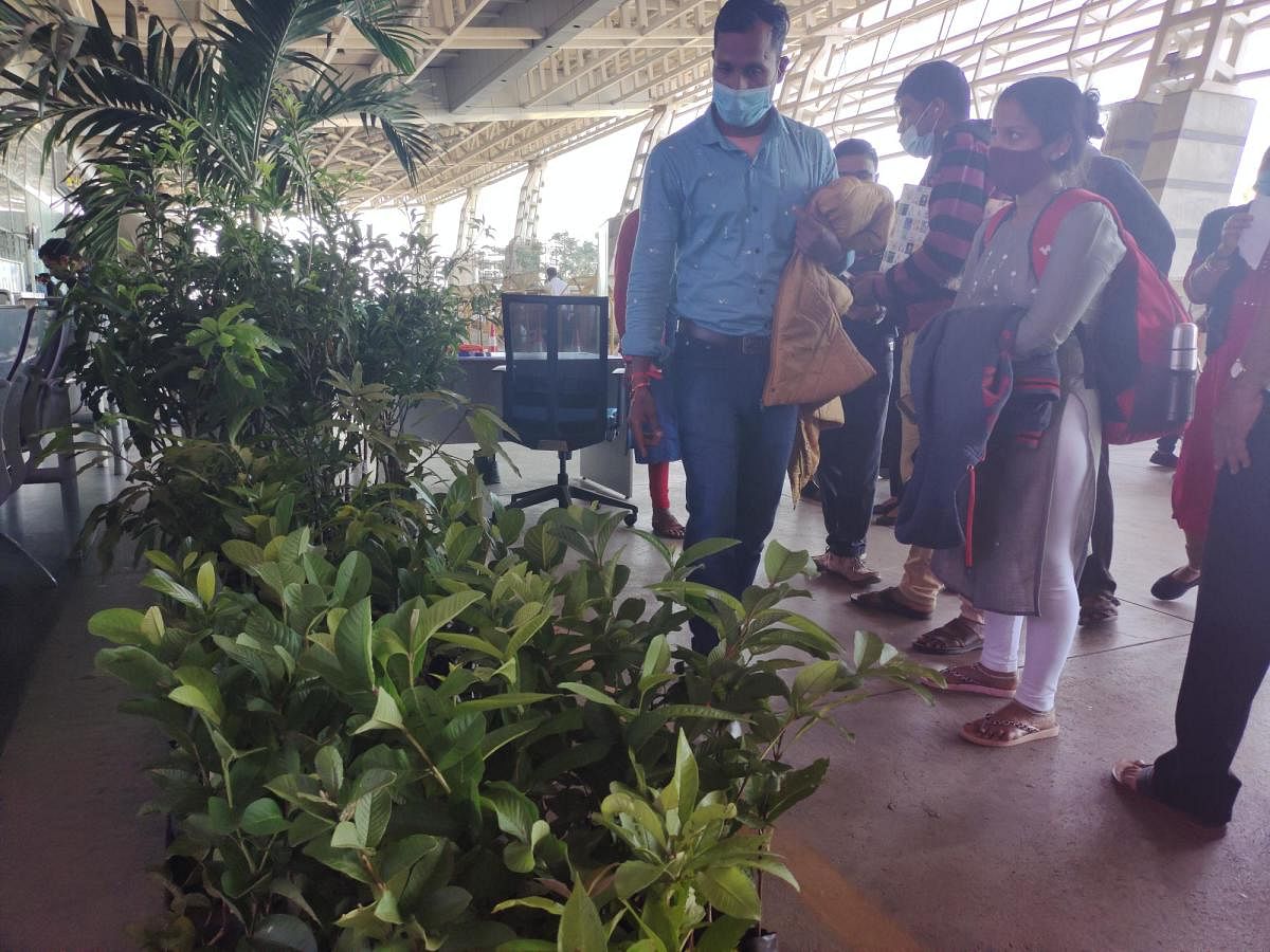 Saplings stacked at the exit point of the arrival hall of MIA for passengers to choose from.