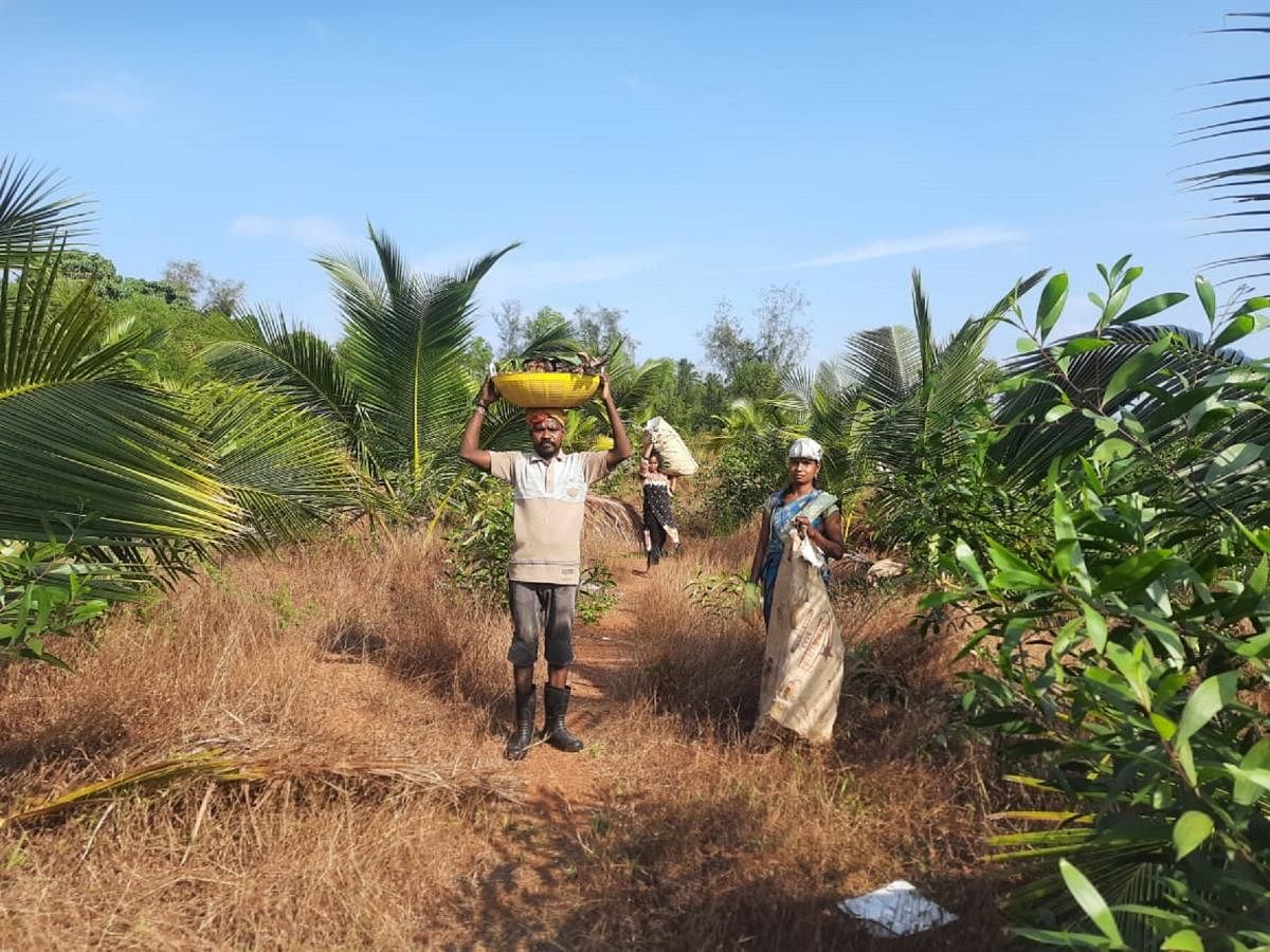 The coconut plantation owned by Alankar Gram Panchayat.