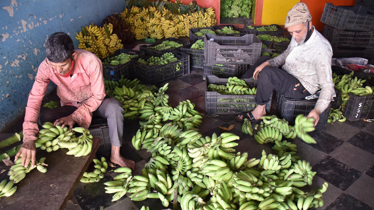 Consumed year-round and extremely affordable, the quality of bananas has also taken a hit due to the unseasonal rain that lashed the state last year, causing havoc in vegetable and fruit prices. Credit: DH Photo/ BK Janardhan