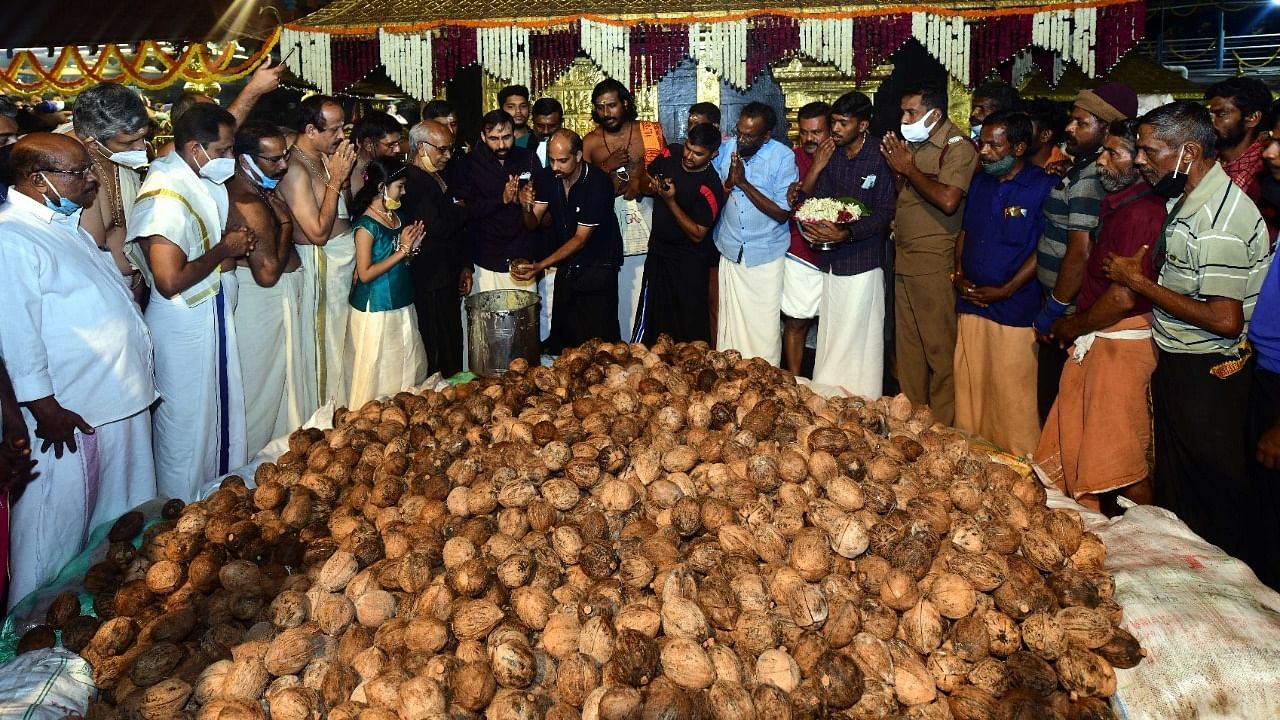 The coconuts being offered at the temple. Credit: Special arrangement
