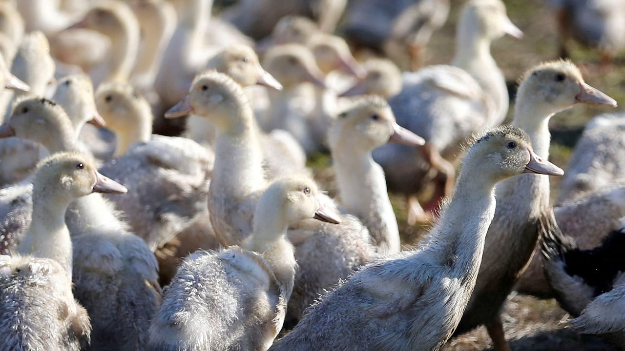 Avian influenza, also known as bird flu, is a type of influenza that spreads among birds. Credit: Reuters Photo