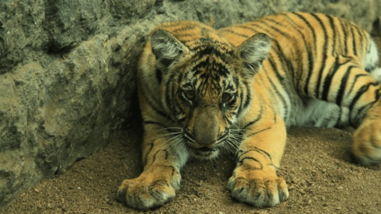 It was said to be for the first time in South India that an effort to re-wild a tiger was being made. Credit: DH File Photo
