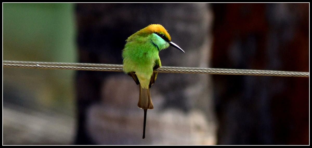 Small green bee eater. Ramya Badrinath 