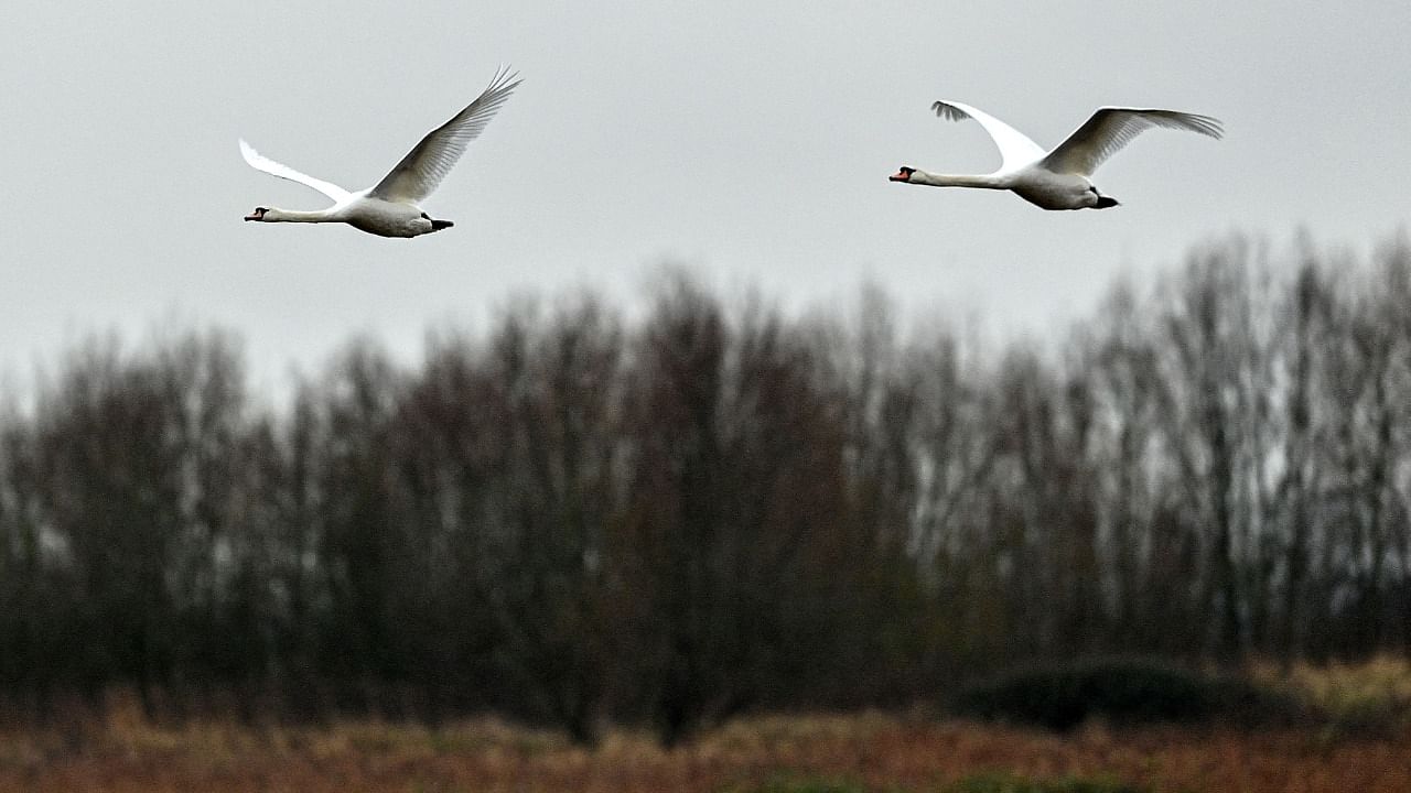 Mute swans in flight at the site of the erstwhile quarry. Credit: AFP Photo