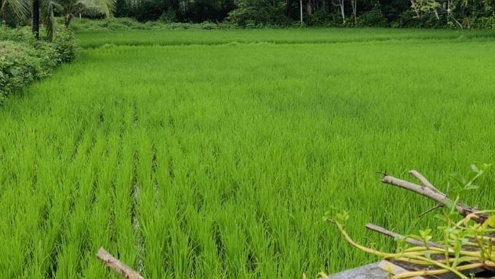The permission was given to procure local paddy varieties by the Department of Consumer Affairs, Food and Public Distribution on December 31. Credit: DH Photo