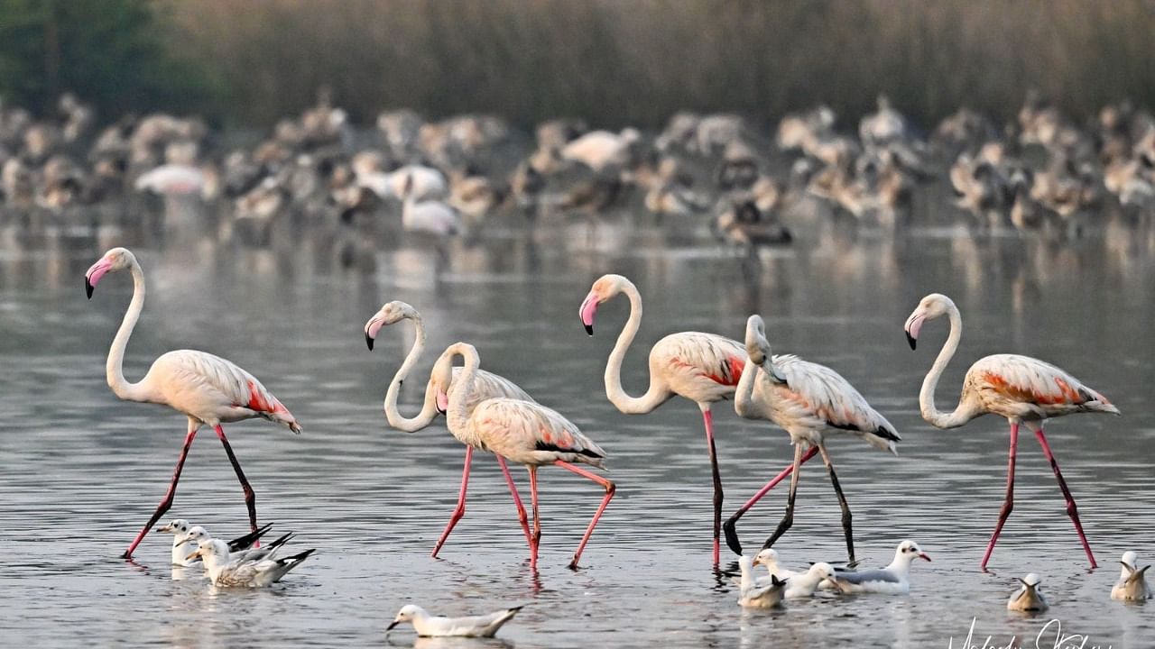Officials said they plan to christen Navi Mumbai as the 'City of Flamingoes'. Credit: Special Arrangement