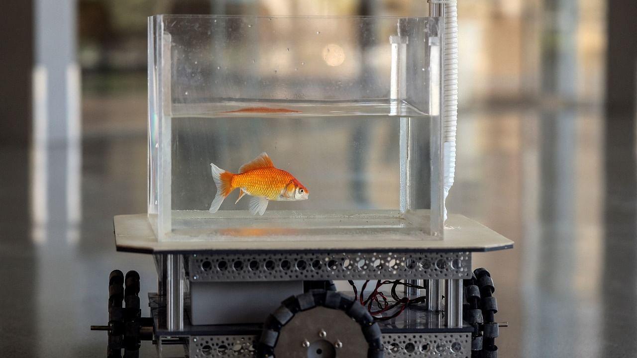 A goldfish navigates on land using a fish-operated vehicle developed by a research team at Ben-Gurion University in Beersheba, Israel. Credit: Reuters Photo