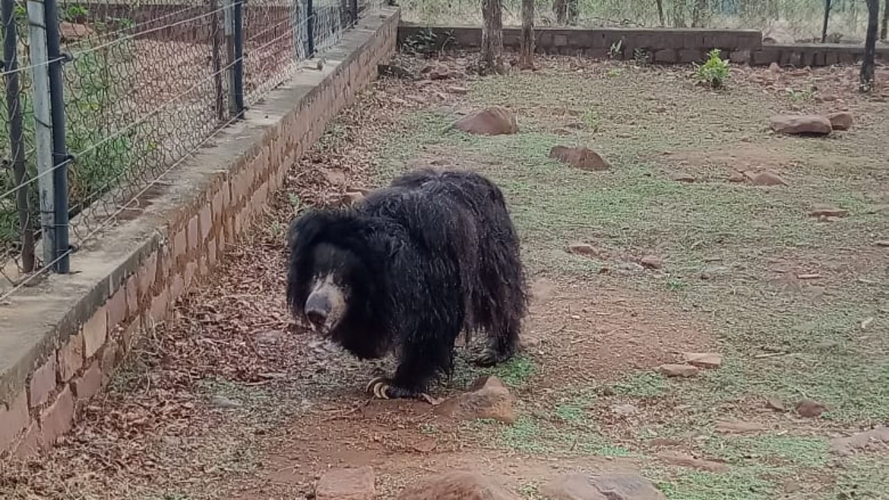 India's oldest sloth bear, Gulabo. Credit: Twitter/@van_vihar