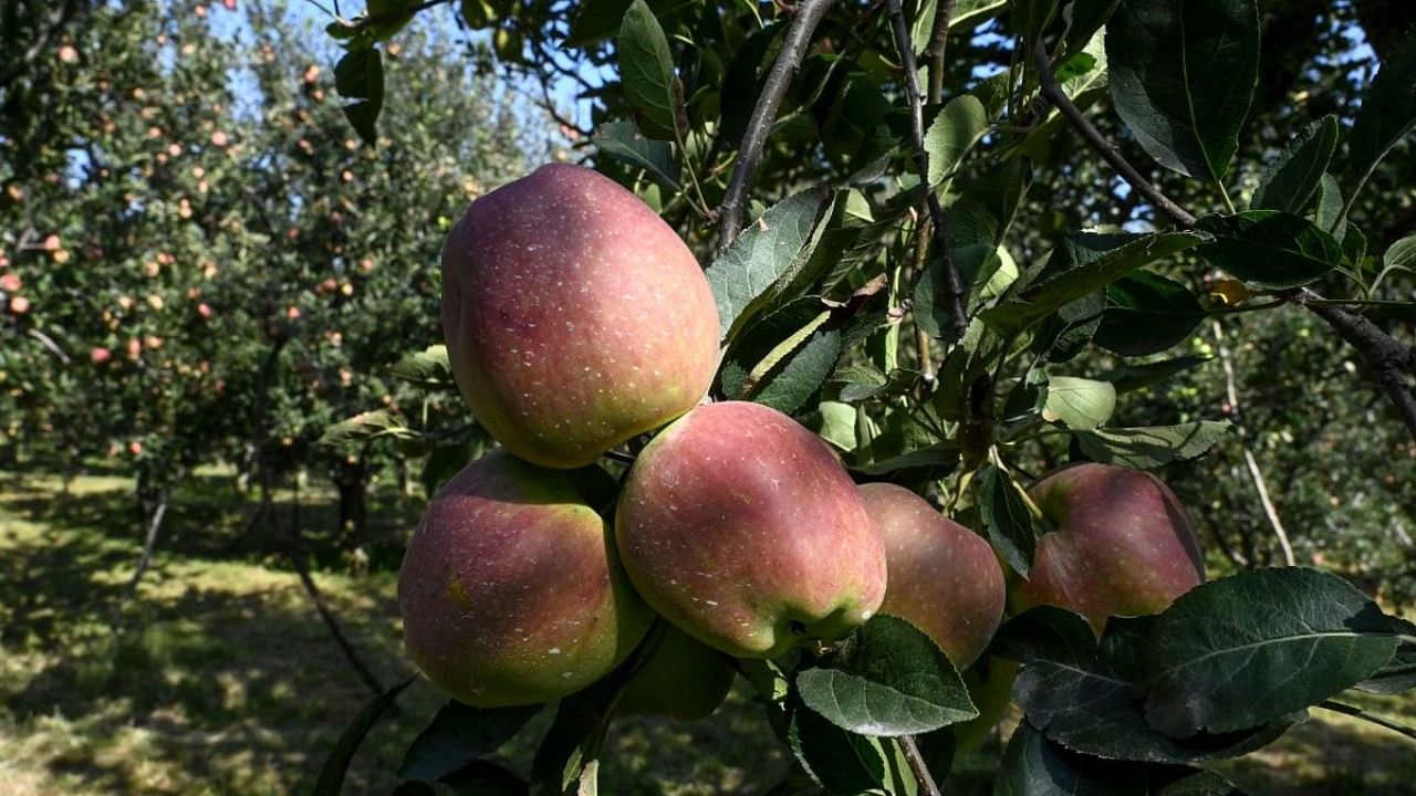With the contribution of Rs 10,000 crore to Rs 12,000 crore to the fragile Kashmiri economy, the local horticulture sector provides livelihood to lakhs of people in the Valley. Credit: AFP File Photo
