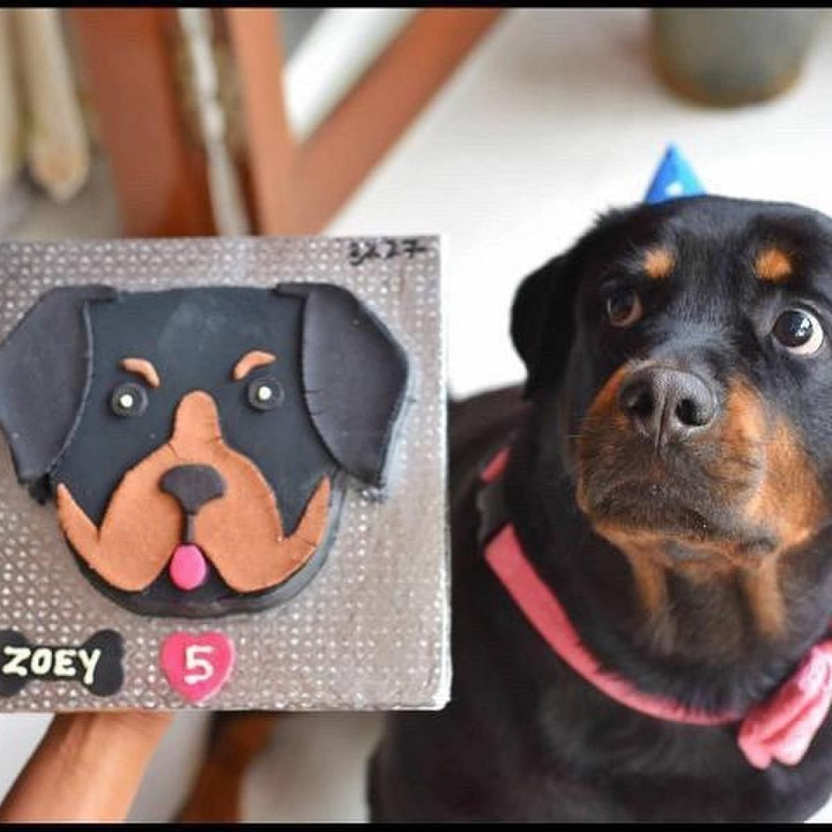 Greater awareness about pet allergies and dietary requirements, and availability of substitutes have made it easy for the bakeries to experiment with their menu. Photo credit: The Doggy Bakery