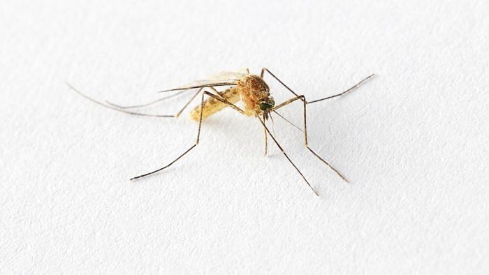 Male mosquitoes beat their wings up to 500-1,000 times a second, while females beat their wings 300-600 times. Credit: iStock Photo