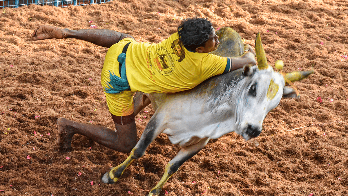 A bull tamer attempts to tame a bull during the 'Avaniyapuram jallikattu' as part of Pongal celebrations in Madurai. Credit: PTI Photo