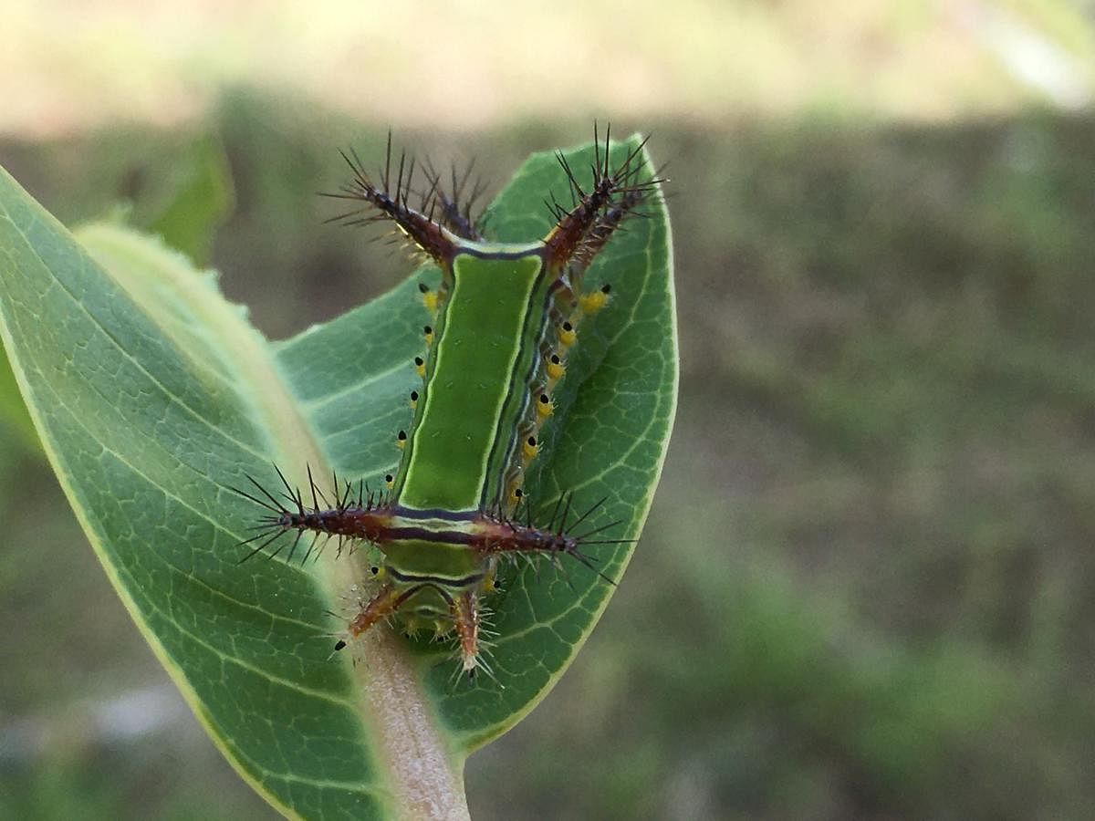 The Stinging Nettle Slug Caterpillar (Pic by author)