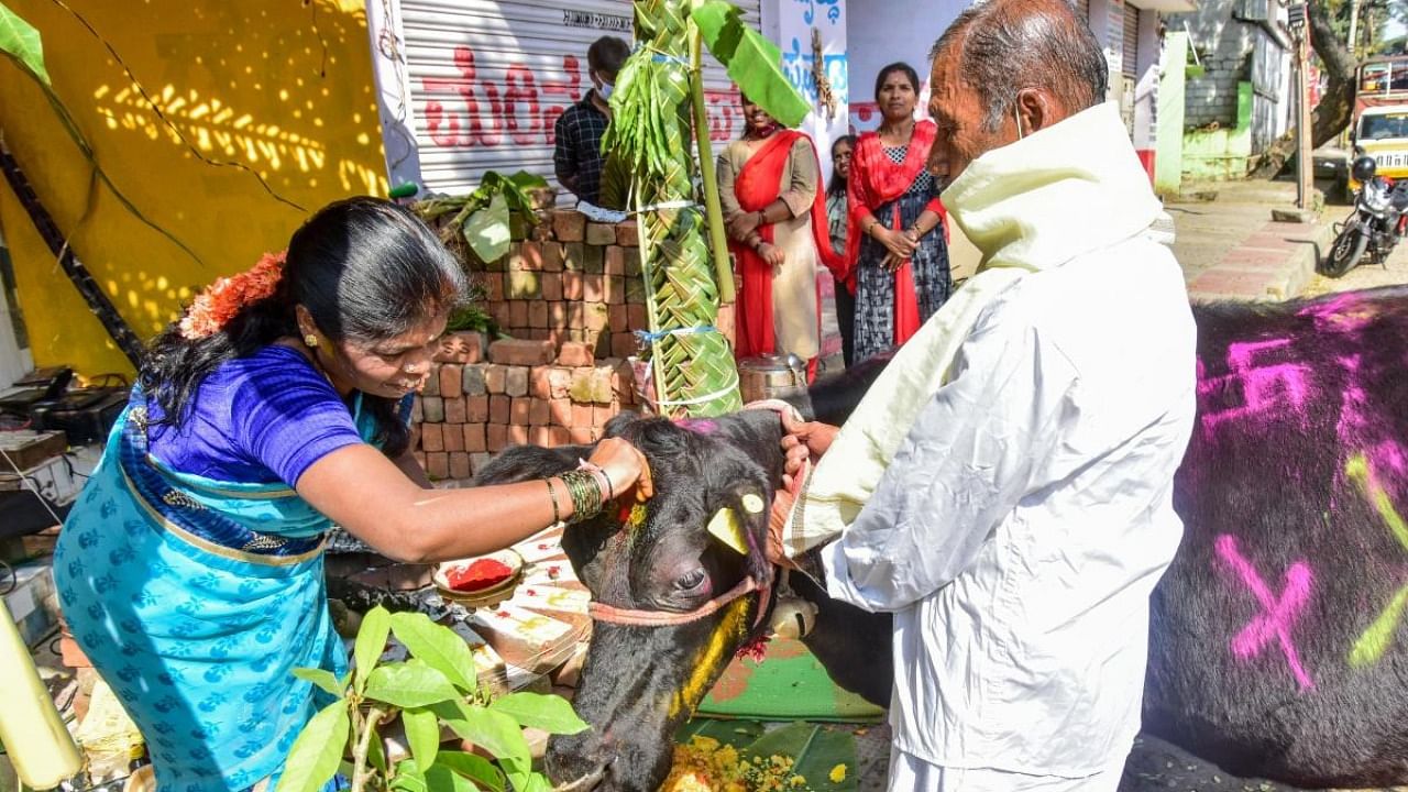A woman applies tilak to a cow as part of the Gau Puja at a temple in New Timber Yard on the occasion of Makara Sankranti on Saturday. Credit: DH Photo