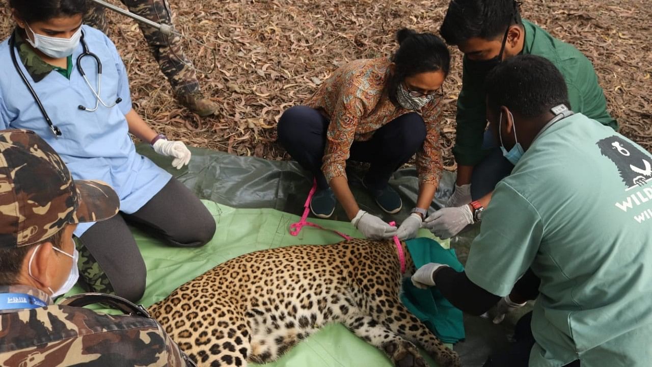 The project of radio-collaring of leopards started in February this year. Credit: Special Arrangement