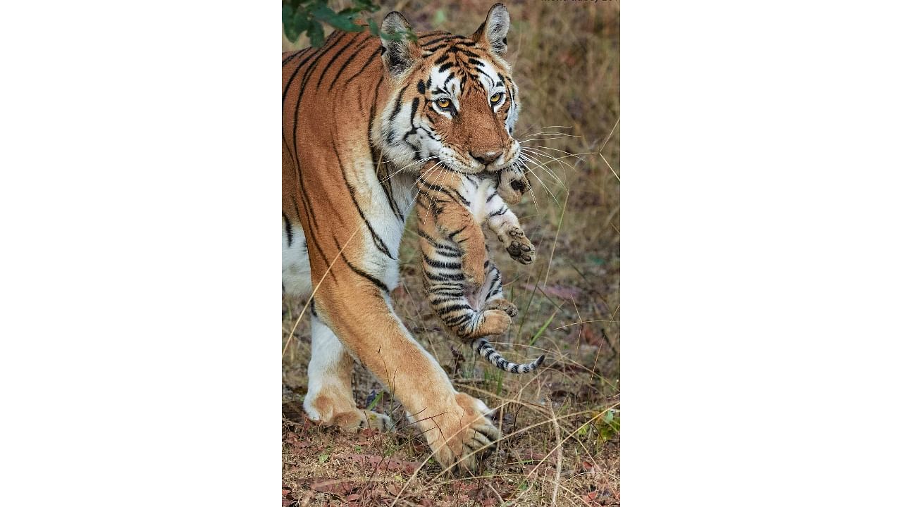 'Collarwali' Baghin seen with a newly-born cub at Pench National Park, in Siwani. Credit: PTI File Photo