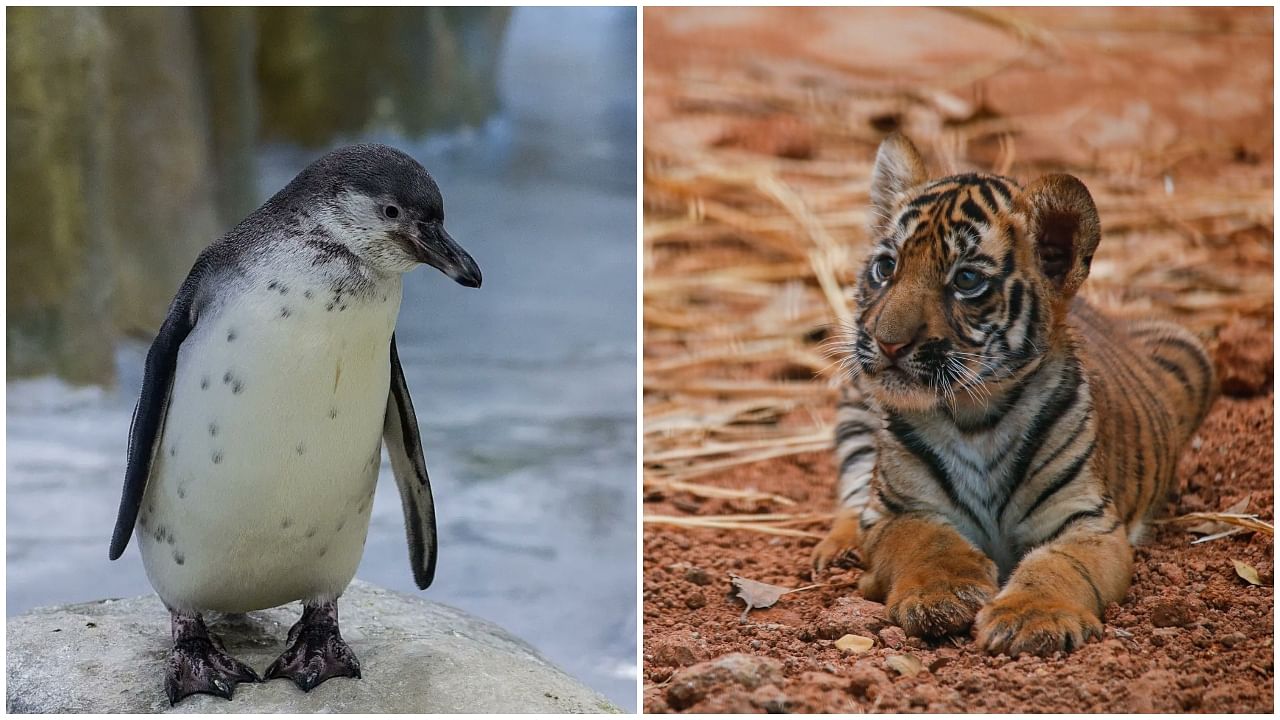 Veera is a male Royal Bengal Tiger cub while Oscar is a Humboldt Penguin chick. Credit: MumbaiZoo