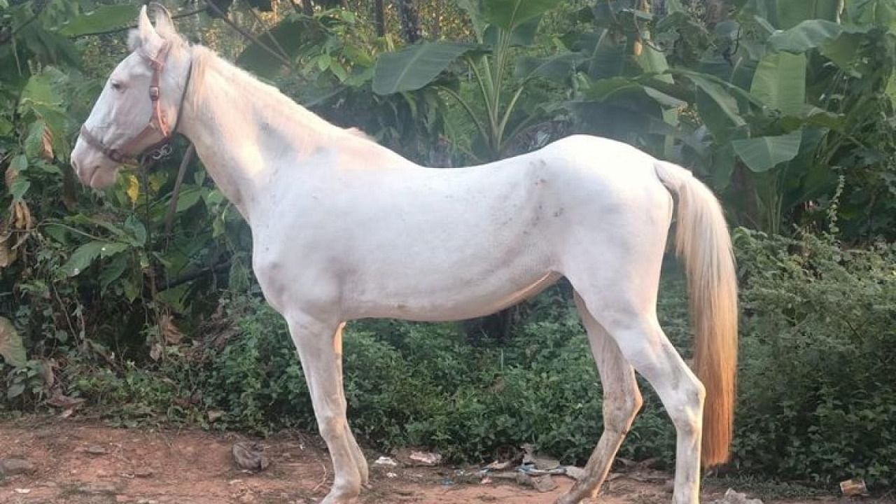 Sabinaz, the horse owned by the TN native. Credit: Special arrangement