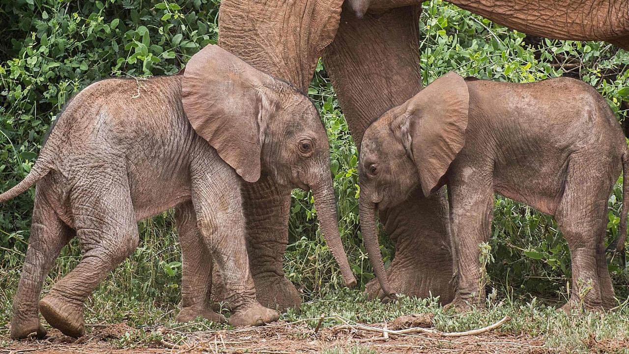Conservation group Save the Elephants said the twins -- one male and one female -- were born to a mother named Bora. Credit: AFP Photo