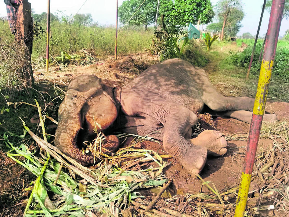 The female elephant that succumbed to fatigue near Hediyala in Nanjangud taluk, Mysuru district, on Wednesday. Credit: DH Photo