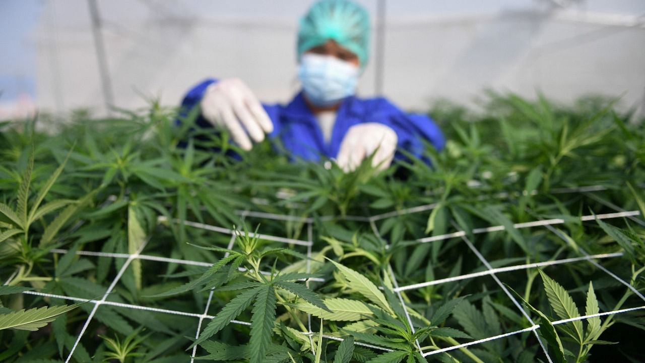 Under changes made in 2020, most parts of the cannabis plant were dropped from the “Category 5” list of controlled drugs. Credit: Reuters Photo