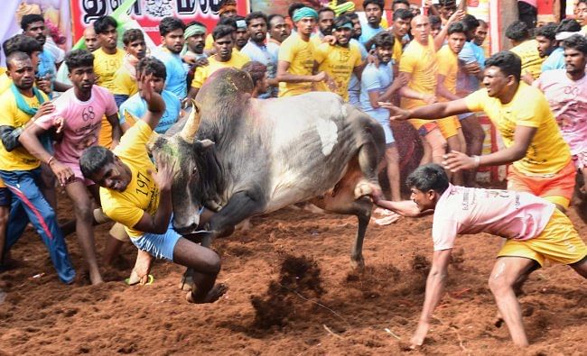 Jallikattu is one of the ancient sports played as part of Tamil harvest festival, Pongal, in major parts of Tamil Nadu. Credit: PTI Photo