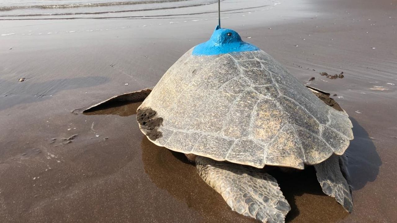 This turtle has been named 'Prathama'. Credit: DH Photo