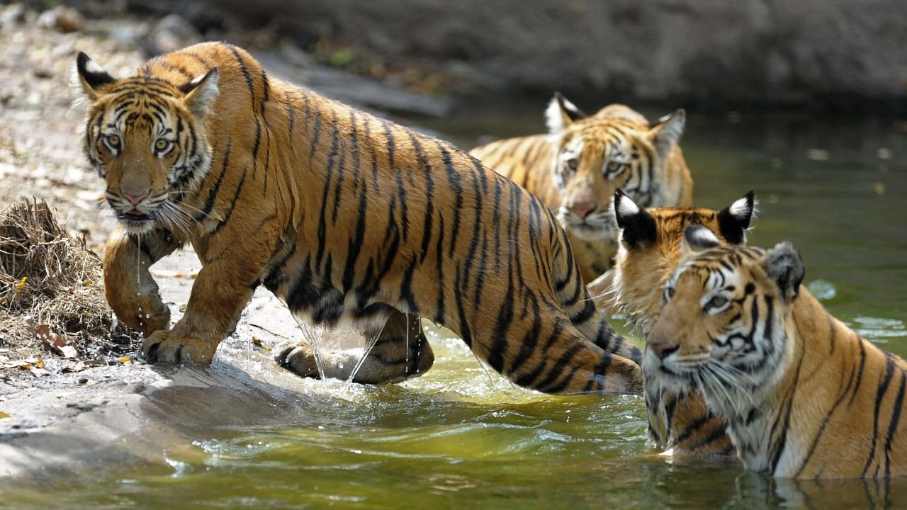 Their numbers have slowly recovered to approximately 3,900, based on estimates from tiger range countries compiled in 2016. Credit: AFP Photo
