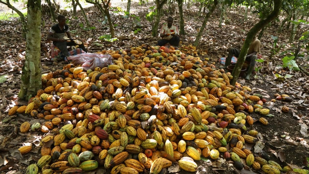 Farmers break cocoa pods at a cocoa farm in Soubre. Credit Reuters File Photo