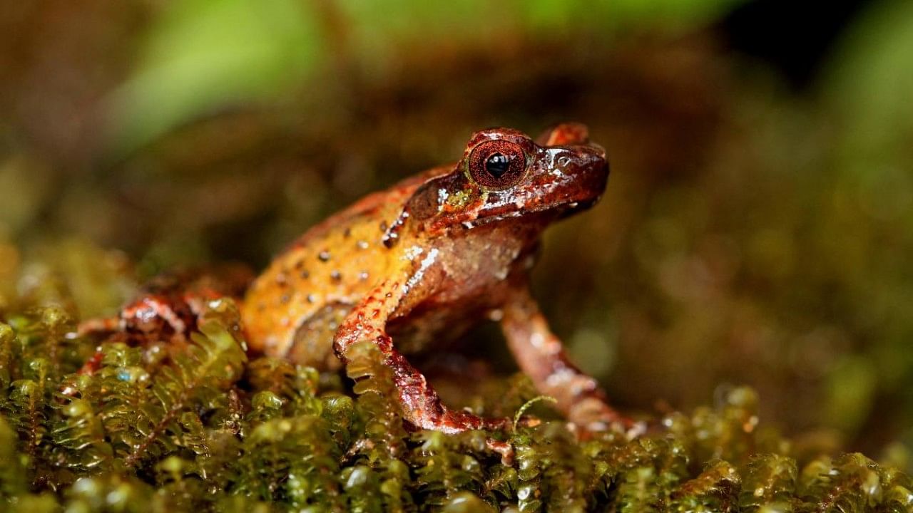 Mount Ky Quan San horned frog in the Bat Xat Nature Reserve on Mount Ky Quan San in Vietnam, one of the more than 200 new species discovered by scientists around the greater Mekong region in 2020, according to a new WWF report. Credit: AFP Photo