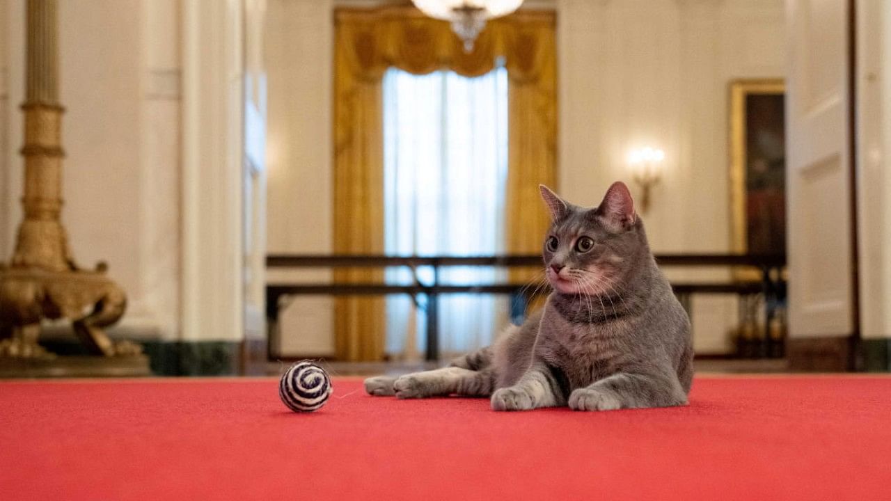 Biden family’s new pet cat Willow is seen at the White House in Washington. Credit: Reuters Photo