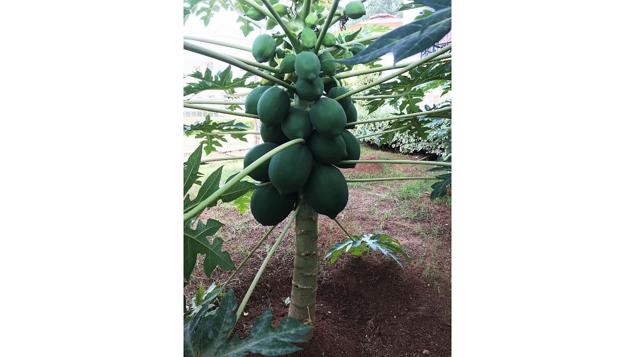 'Dawn Delight' a desi dwarf papaya variety developed by Bengaluru based bio-tech firm. Credit: Special Arrangement