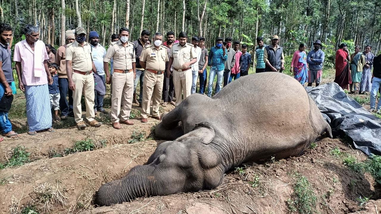 The ill-fated jumbo, aged around 20 years, collapsed as a bullet hit and died instantly at a site belonging to a farmer. Credit: Special Arrangement
