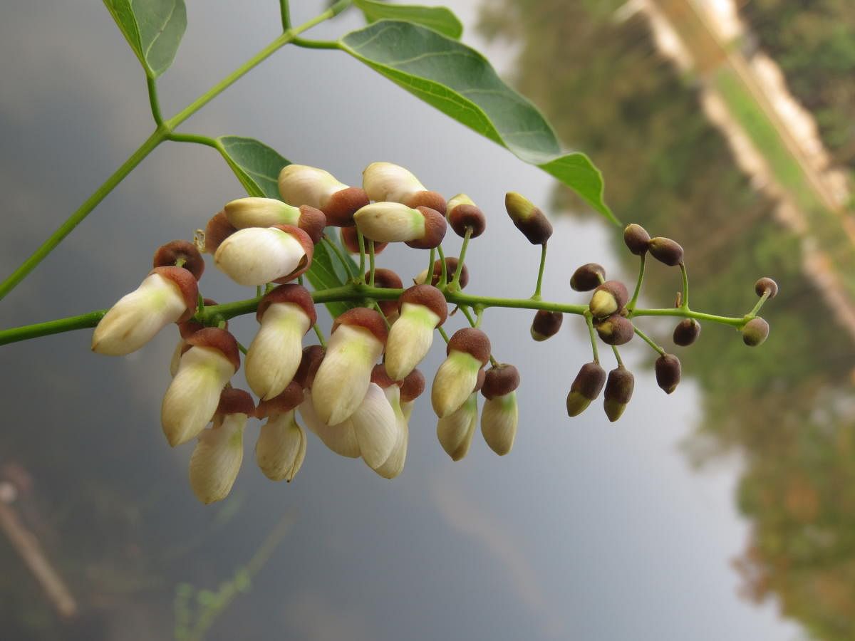 Pongamia blooms (Pic courtesy: Wikimedia Commons)