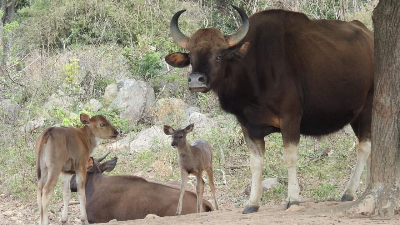 Two Indian Gaurs at Bannerghatta Biological Park (BBP) delivered a calf each. Credit: Special arrangement
